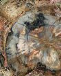Petrified Wood (Araucaria) Slab With Bark - Arizona #31804-2